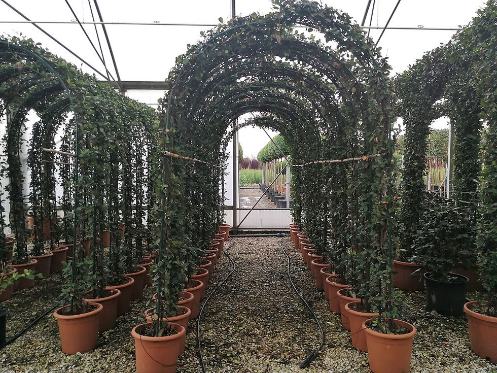 Thumbnail: Large Garden Foliage Archway.  Available in Ivy, Leylandii, Trachelopspermum, European Hornbeam and Photinia