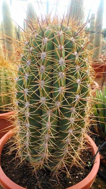Thumbnail: Trichocereus Terscheckii Cactus. South American Saguaro Cactus.