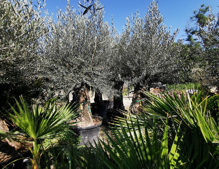 Large Bonsai Olive Trees. The Palm Tree Company.
These incredibly beautiful Mature Olive Trees are grown in a bonsai style. Strong, relatively short gnarled trunks are totally unique, each one topped with a large beautiful crown of silvery green leaves. Perfect as an ornamental, evergreen tree, it can be left natural or pruned to keep it within it's space limits. All hand-picked by ourselves, they are a real statement tree. We have a huge range of Olive Trees to buy online in all different shapes and sizes. Free UK delivery by our own drivers