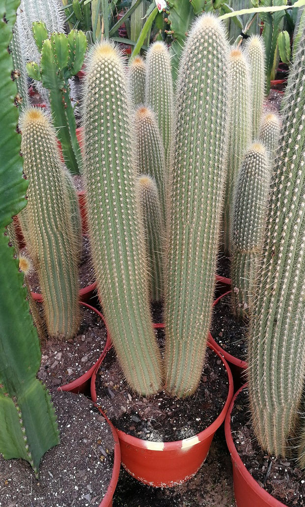 Thumbnail: Vatricania Guentheri Cactus. Red Foxtail Cactus