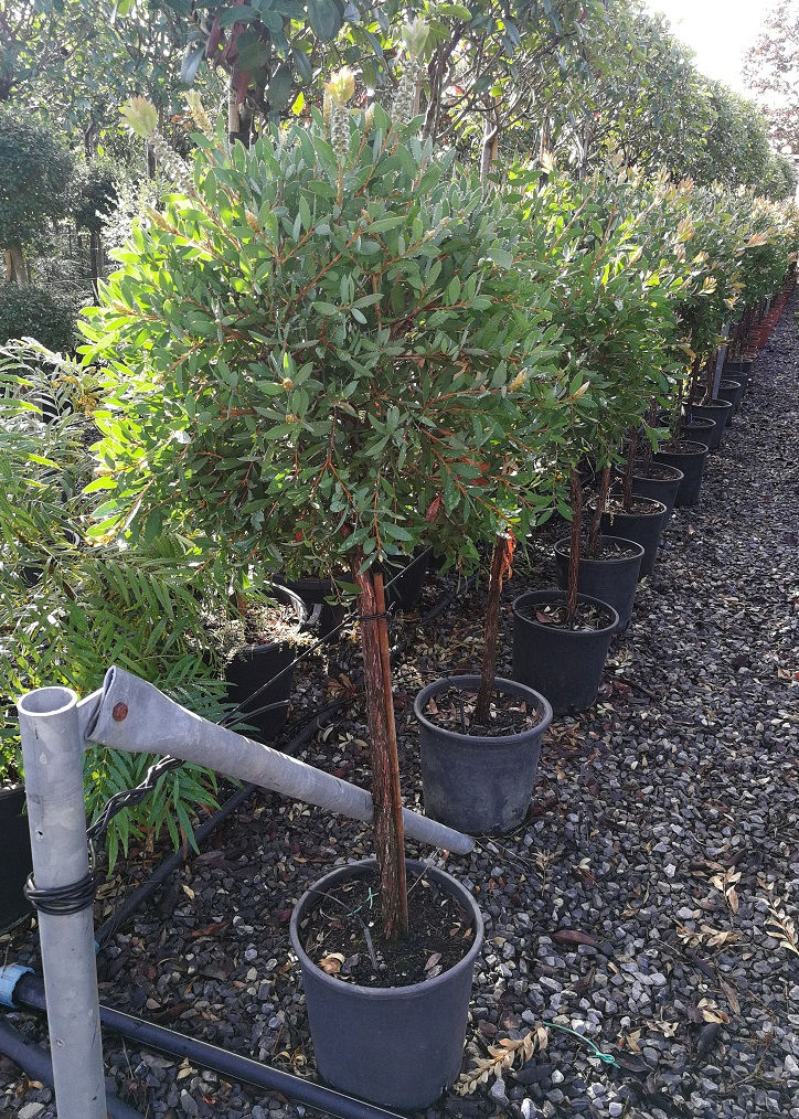 Thumbnail: Callistemon Laevis. Crimson Bottlebrush Trees.