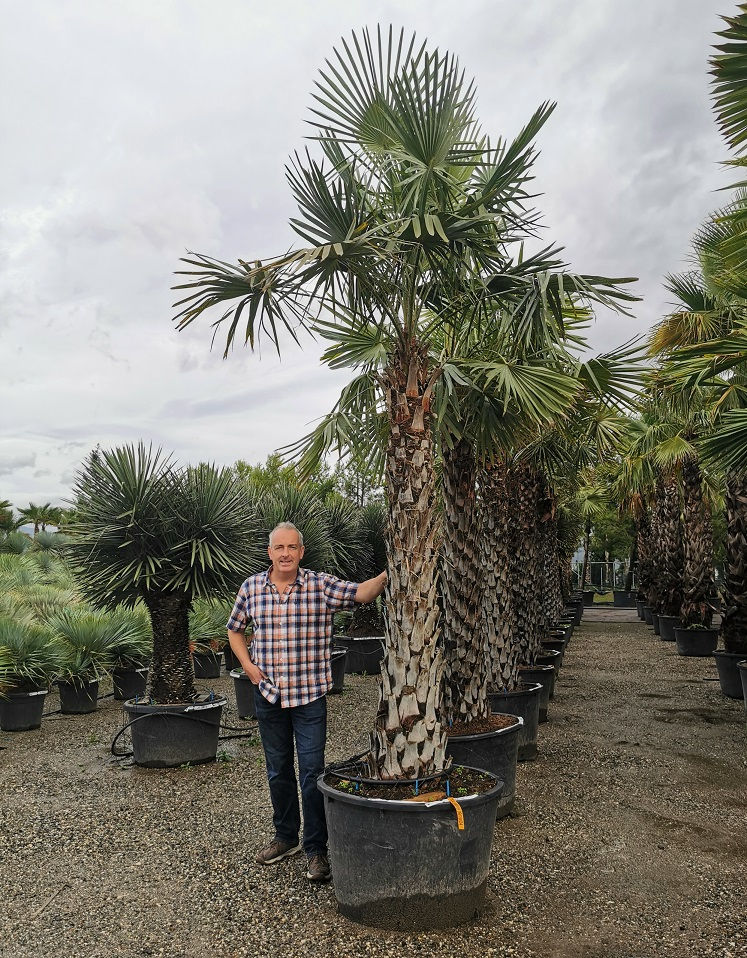 Specimen Copernicia Alba Palm Trees For Sale