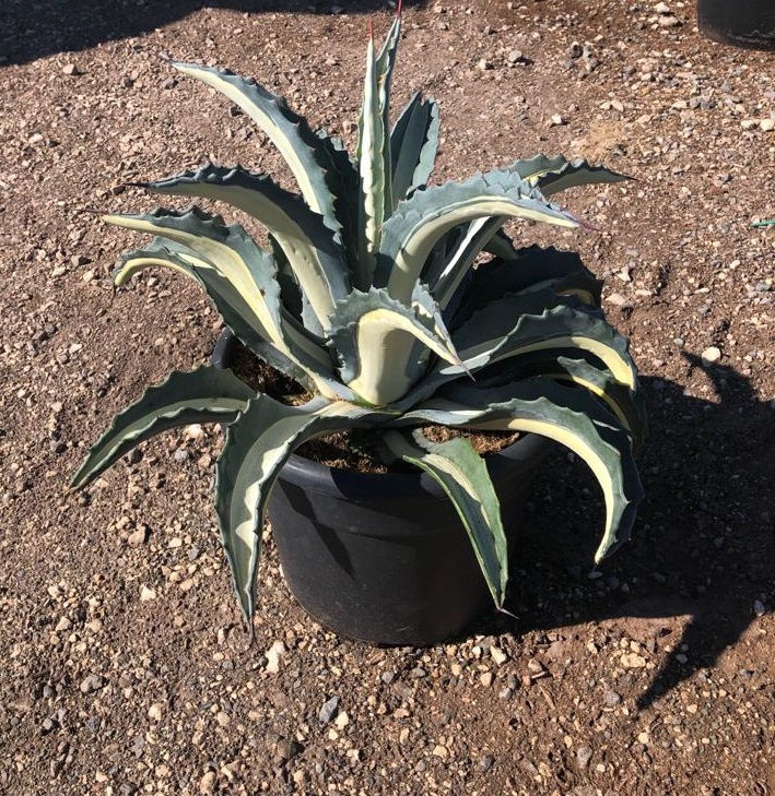 Thumbnail: Large Agave Mediopicta Alba