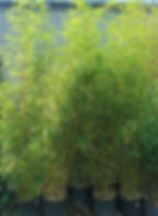 Fargesia Robusta 'Campbell' Bamboo For Sale.