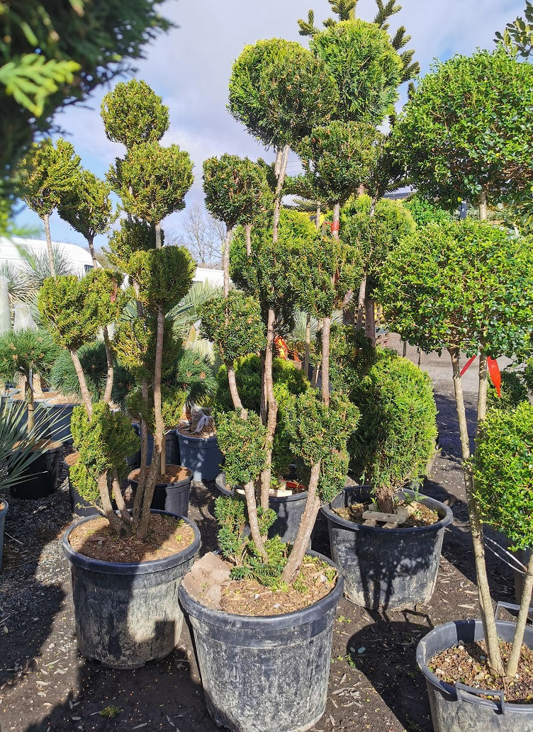 Thumbnail: Taxus x Media Hillii Pom Pom Trees For Sale. Yew Hicksii Pom Pom Trees.