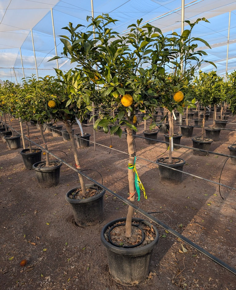 Thumbnail: Citrus Yuzu Trees For Sale