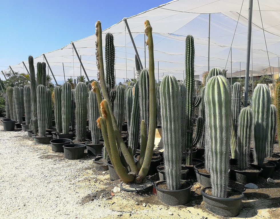 Thumbnail: Specimen Pachycereus Pringlei Cactus for sale