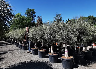 Olive Trees. The Palm TreeCompany.