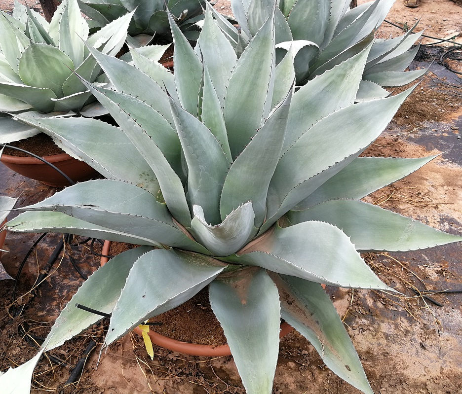 Thumbnail: Large Agave Ovatifolia. Large Whale Tongue Agave For Sale