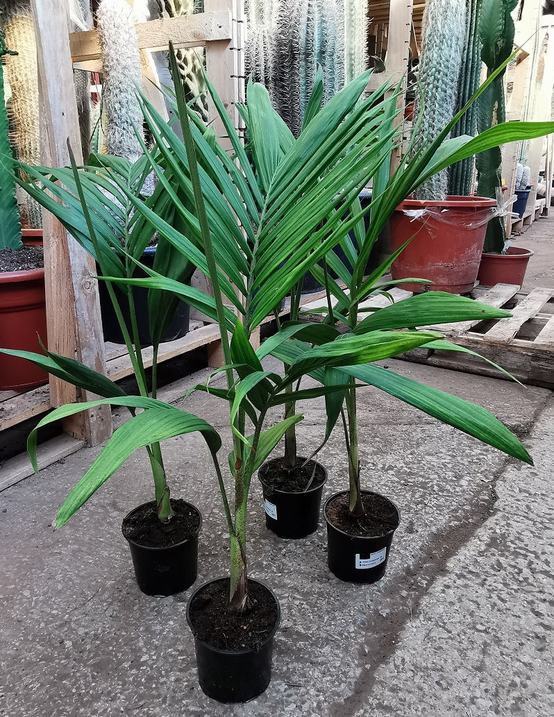 Thumbnail: Archontophoenix Cunninghamiana Palm. Piccabeen Palm