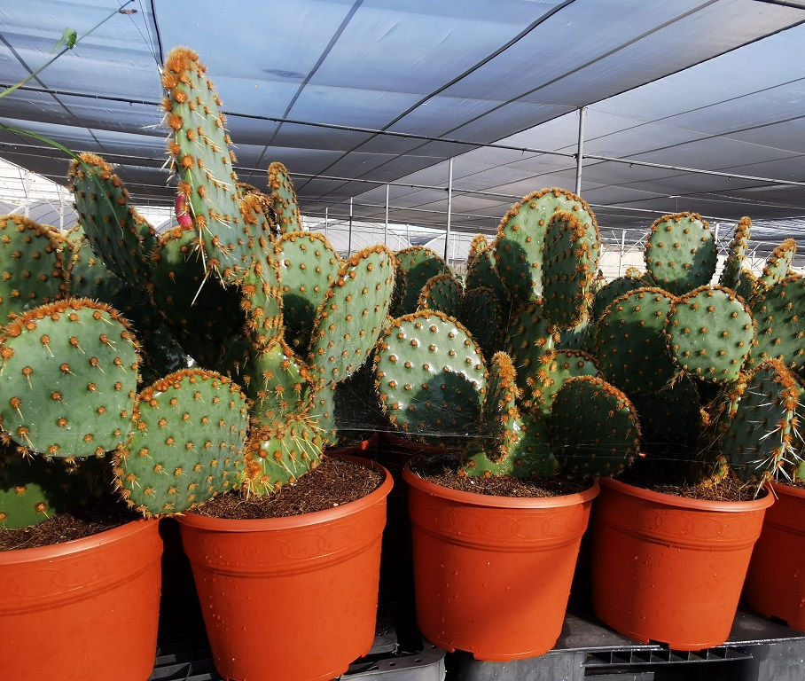 Opuntia Aciculata. Chenille Pricly Pear Cactus Plants For Sale.