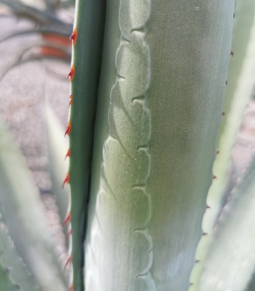 Thumbnail: Large Agave Palmeri Plants For Sale.
