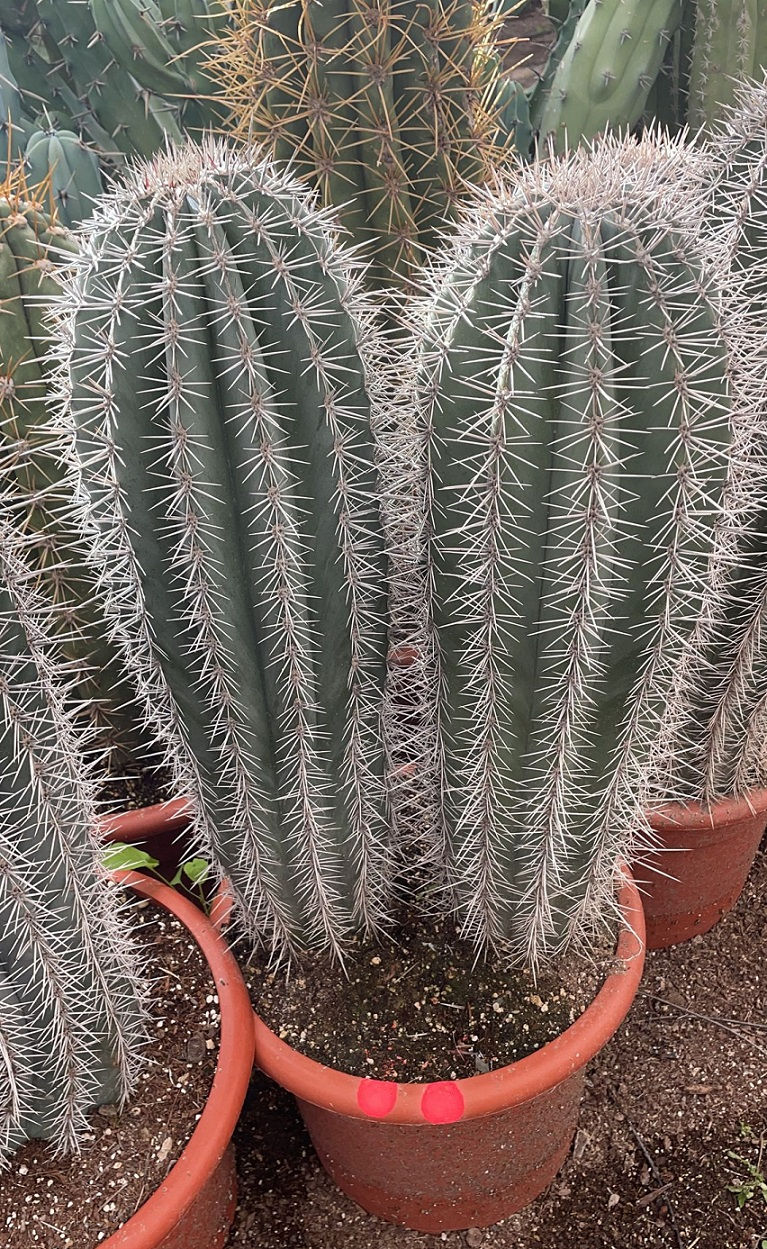 Thumbnail: Pachycereus Pringlei Double Trunk Cactus For Sale.