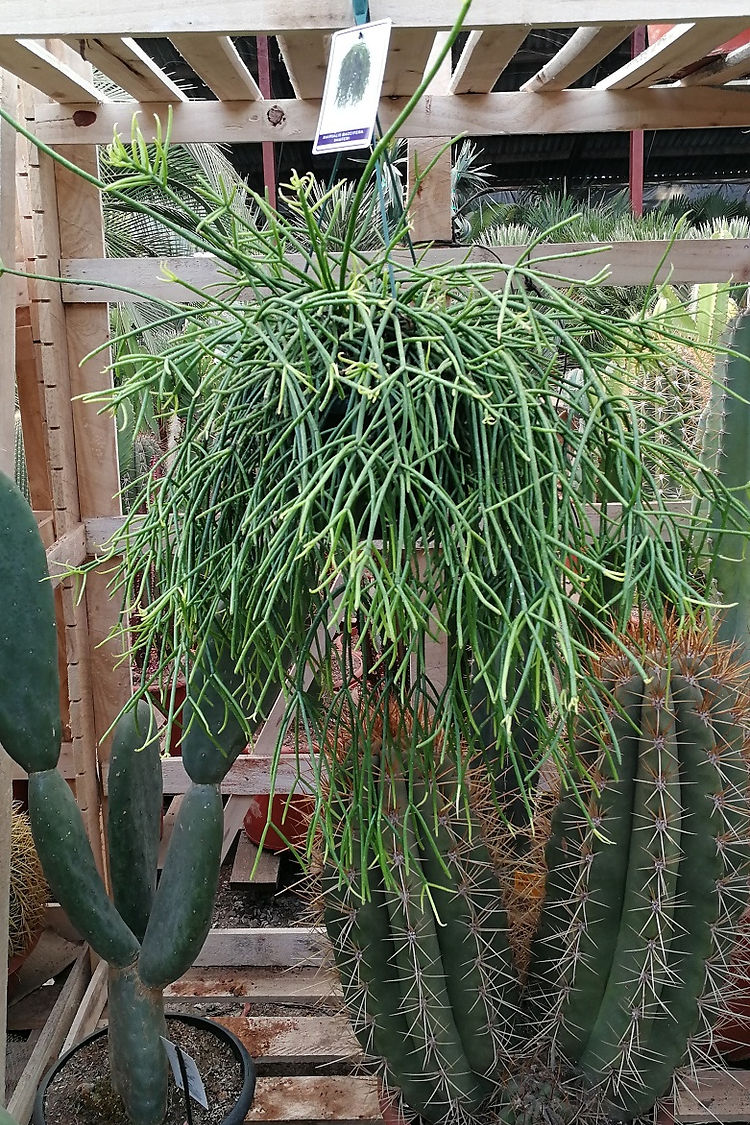 Mistletoe Cactus (Rhipsalis baccifera) 15 RHIPSALIS BACCIFERA SHAFERI. Hanging Cactus