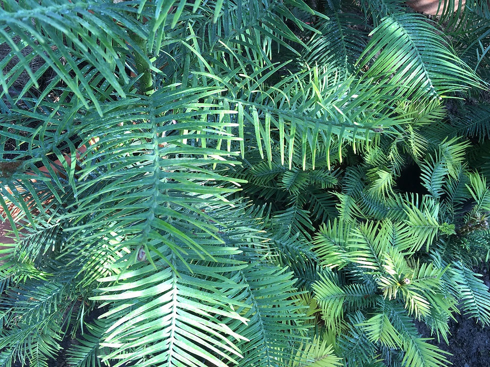 Thumbnail: Top quality Wollemi Pine For Sale
