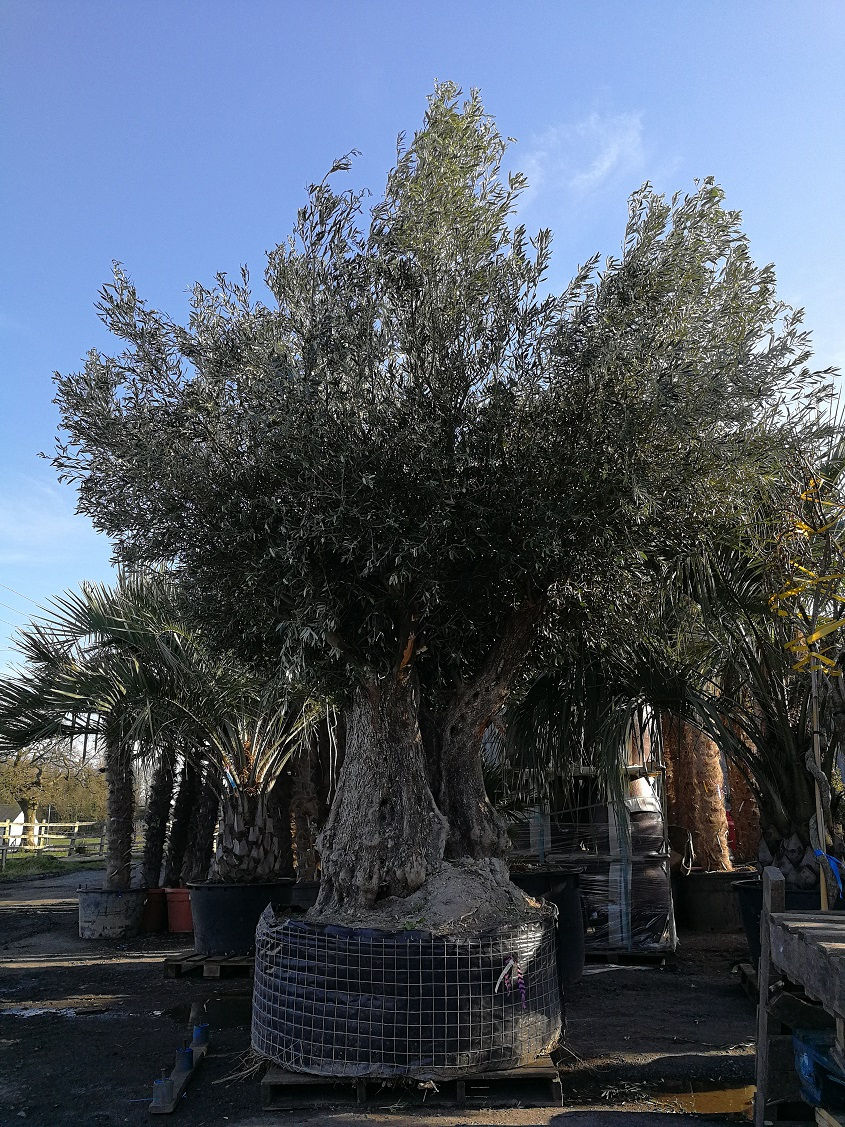 Thumbnail: Huge Ancient Spanish Gnarled Olive Trees For Sale