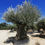 Thumbnail: Huge Ancient Spanish Gnarled Olive Trees For Sale
