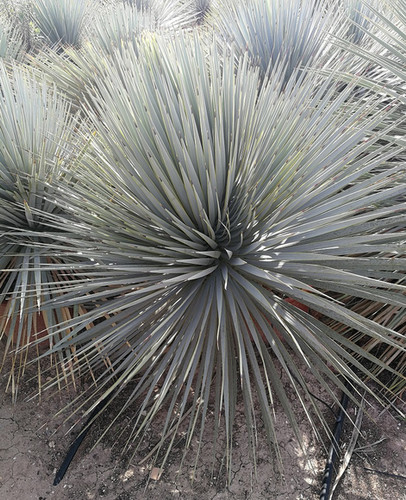 YUCCA ROSTRATA x YUCCA RIGIDA HYBRID. | thepalmtreecompany