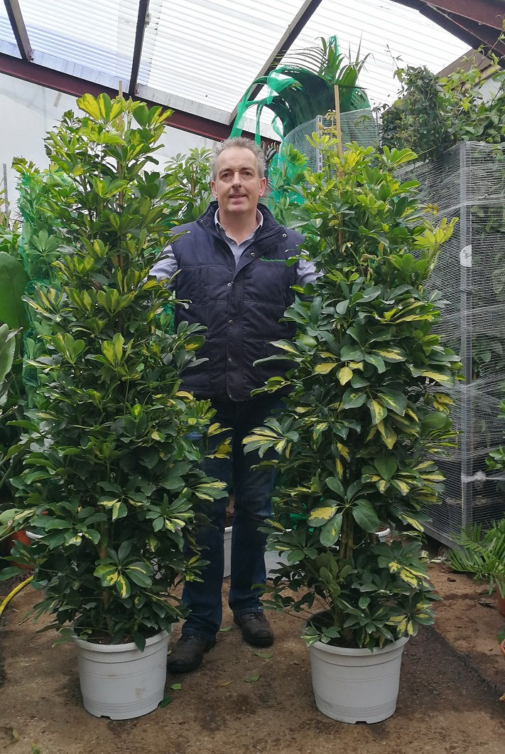 Thumbnail: Tall Variegated Umbrella Plants