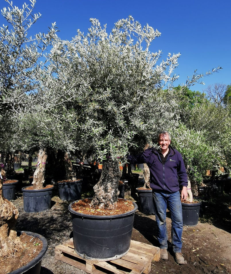 Buy Olive Trees Online with Free Delivery in mainland UK. The Palm Tree
