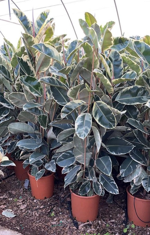 Thumbnail: Tall Ficus Elastica 'Tineke' Plants. Large Variegated Rubber Plant.