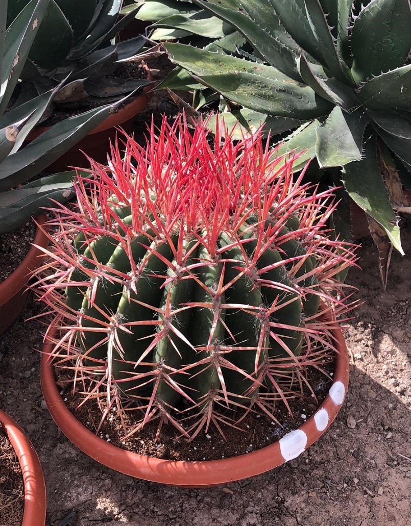 Thumbnail: Ferocactus Stainesii var Pilosus. Mexican Fire Barrel Cactus