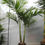 Thumbnail: Large Archontophoenix Cunninghamiana Palm. Piccabeen Palm