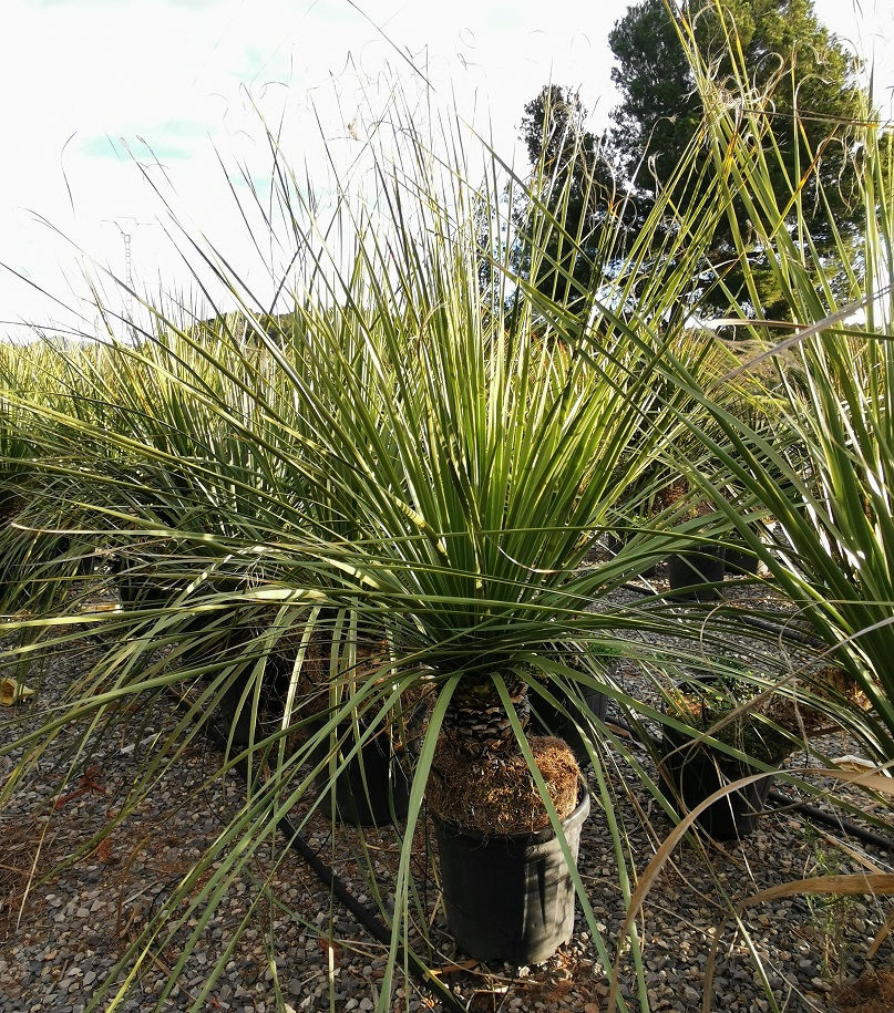 Thumbnail: Large Nolina Hibernica Plants For Sale