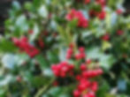Thumbnail: Ilex Mutchagara 'Nellie R Stevens' Hybrid Holly. Heavy Berried Holly. Cone Shape. Christmas Holly Tree.