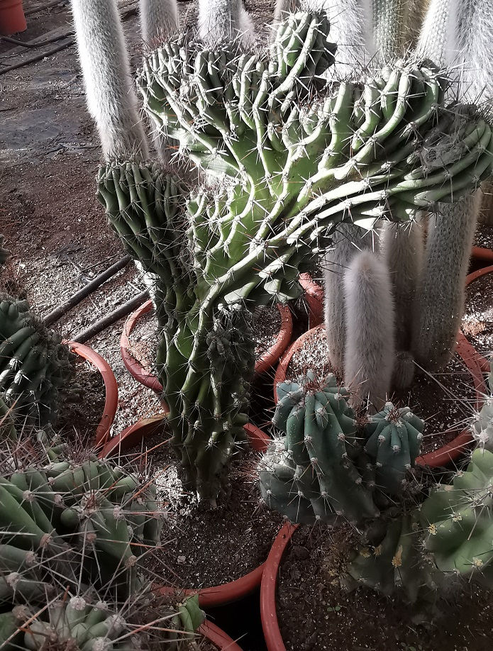 Cereus Peruvianus Monstruosus Cacti For Sale