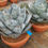 Thumbnail: Large Agave 'Blue Brian' for sale