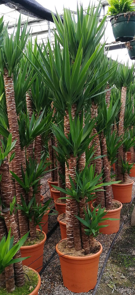 Thumbnail: Large Yucca elephantipes 5 Trunk. 7ft tall Spineless Yucca. Stick Yucca. Large Houseplant