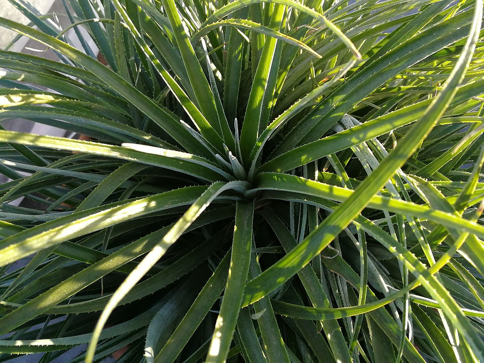 Thumbnail: Fasicularia Bicolor. Hardy Bromeliad Plants