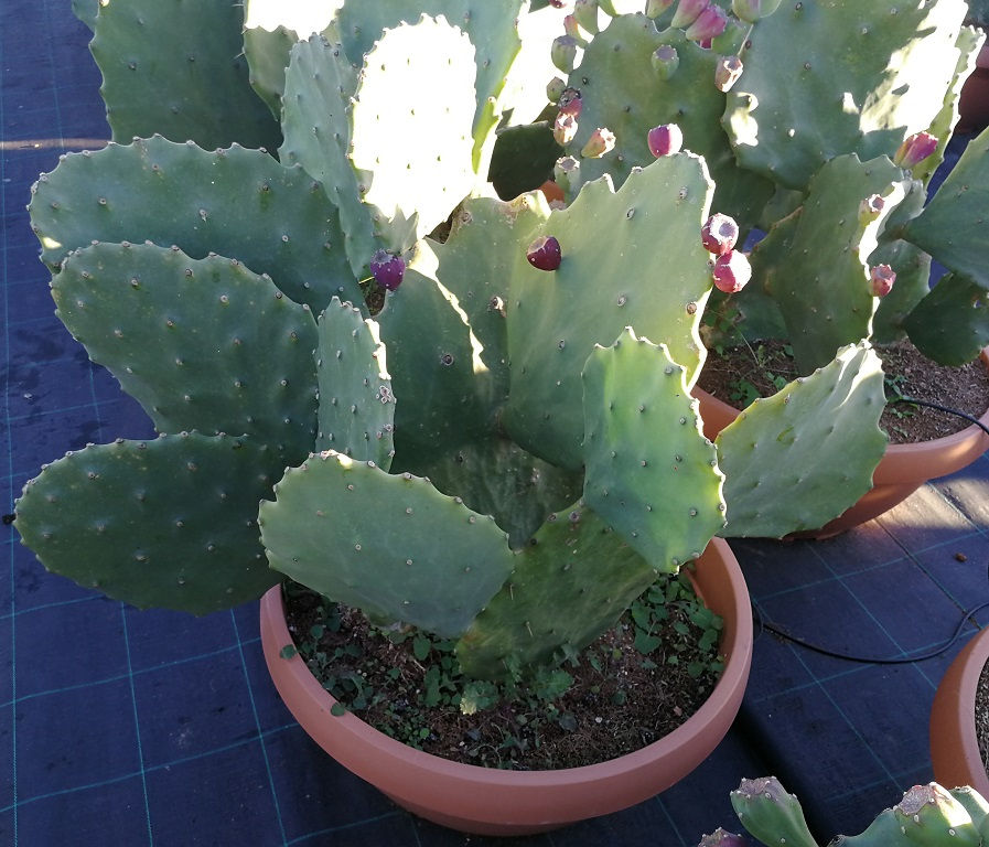 Thumbnail: Large Opuntia 'Semi Inermis' Cactus For Sale
