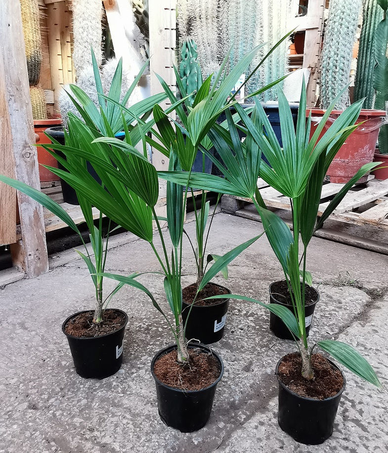 Thrinax Radiata Palm.