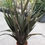 Thumbnail: Phormium 'Pink Stripe'. Flax Lily 'Pink Stripe' Plants For Sale