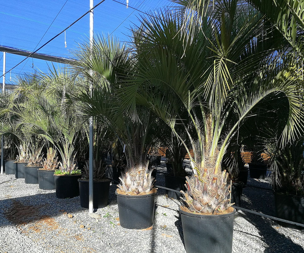 Large Butia Capitata (Odorata) Palms For Sale