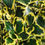 Thumbnail: Ilex x Altaclerensis Golden King Holly Cones.