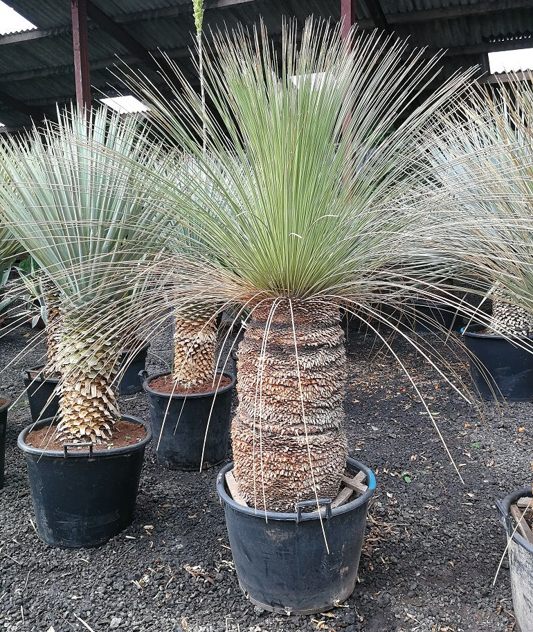 Thumbnail: Large Dasylirion Longissimum For Sale