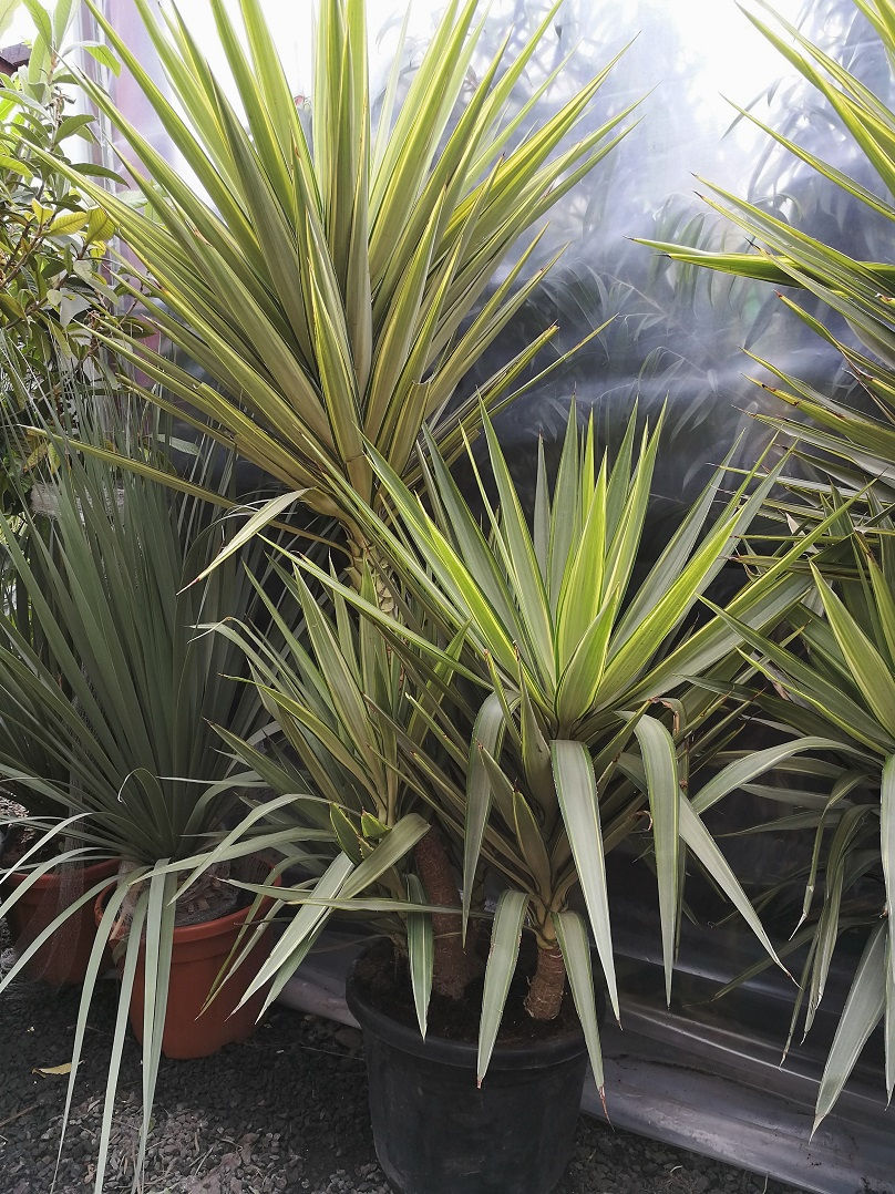 Thumbnail: Large Yucca Jewel Multi Head Houseplant.