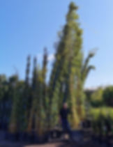 Phyllostachys Vivax Aureocaulis Bamboo. Giant Bamboo.