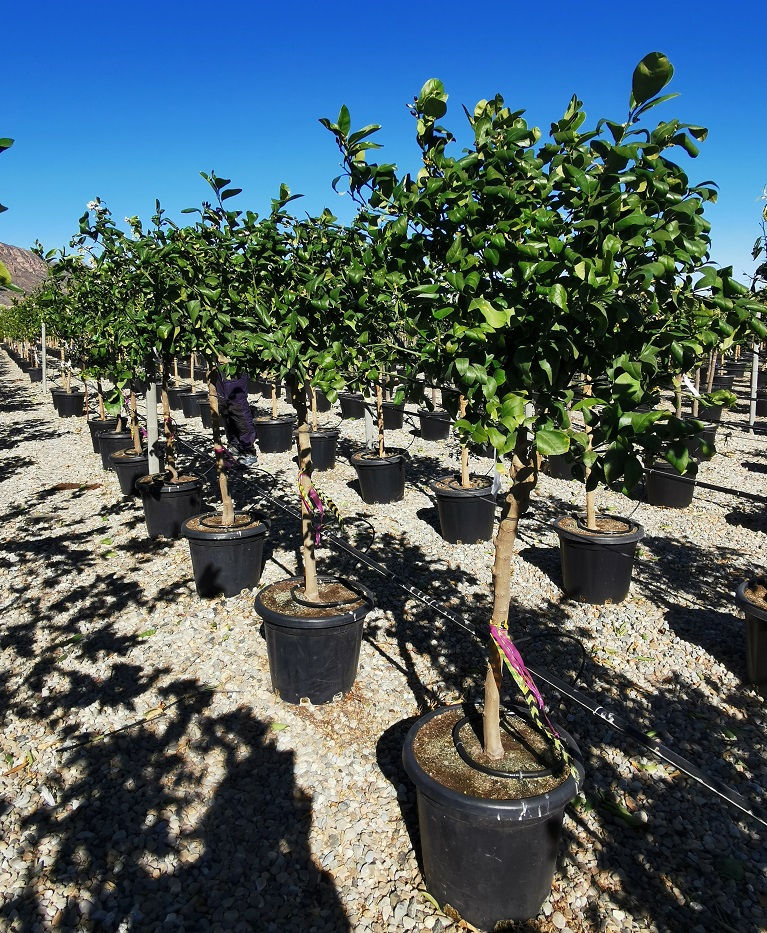 Citrus Meyeri. Meyer Lemon Trees For Sale