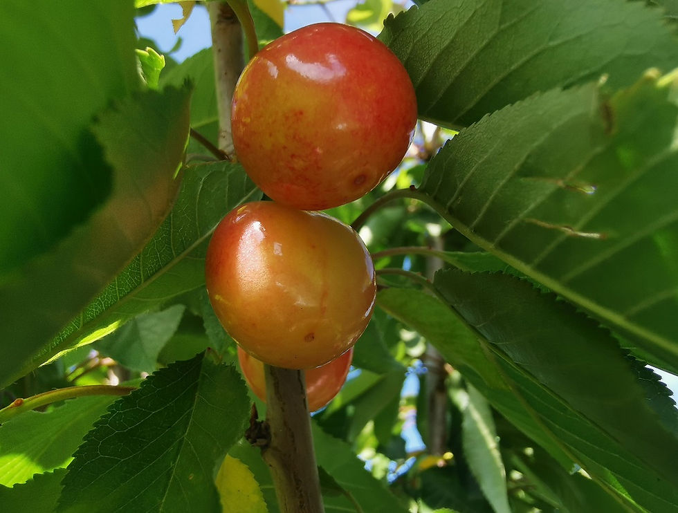 Thumbnail: Large Cherry Trees For Sale.