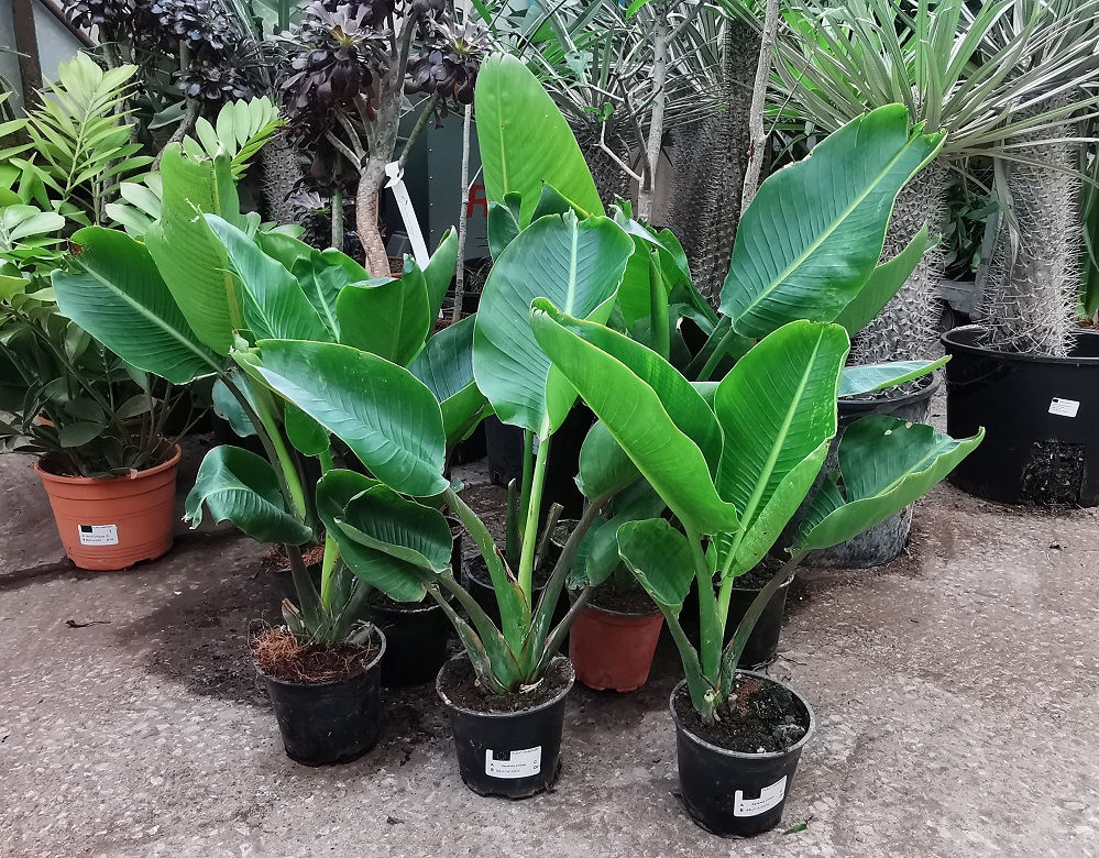 Ravenala Ambaja. Orange Travellers Palm.