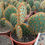 Thumbnail: Opuntia Aciculata. Chenille Pricly Pear Cactus.