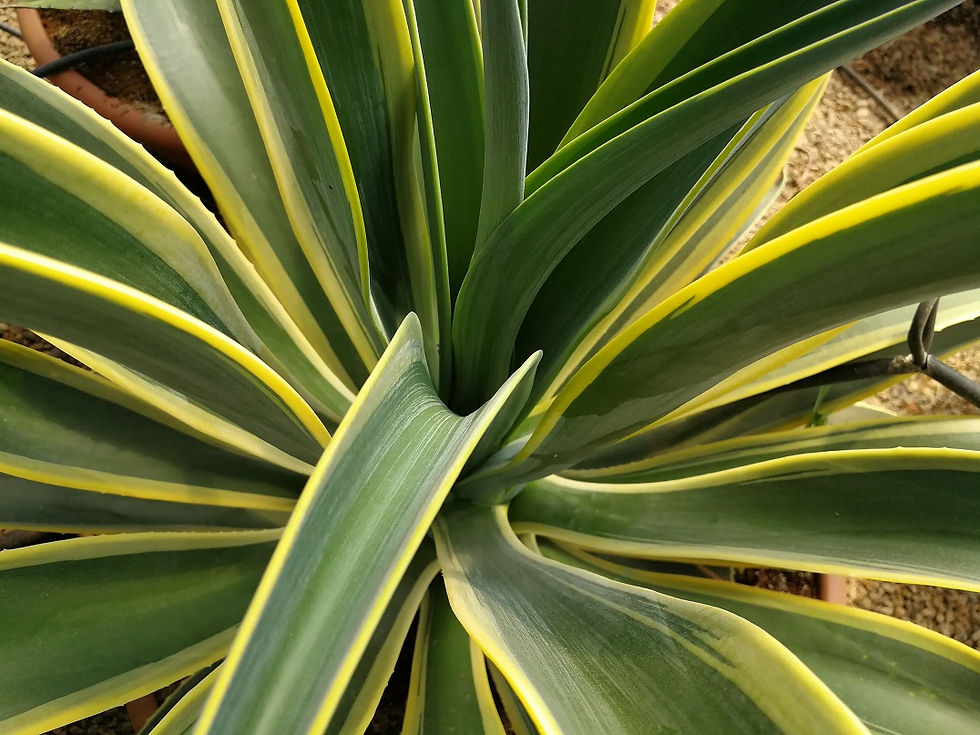 Thumbnail: Large Agave Desmettiana 'Variegata'.  Specimen Variegated Smooth Agaves for sale.