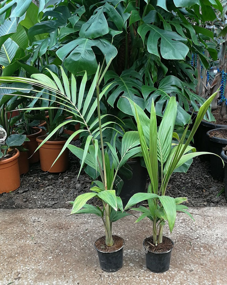 Archontophoenix Cunninghamiana Illawara. King Palm. Bangalow Palm.