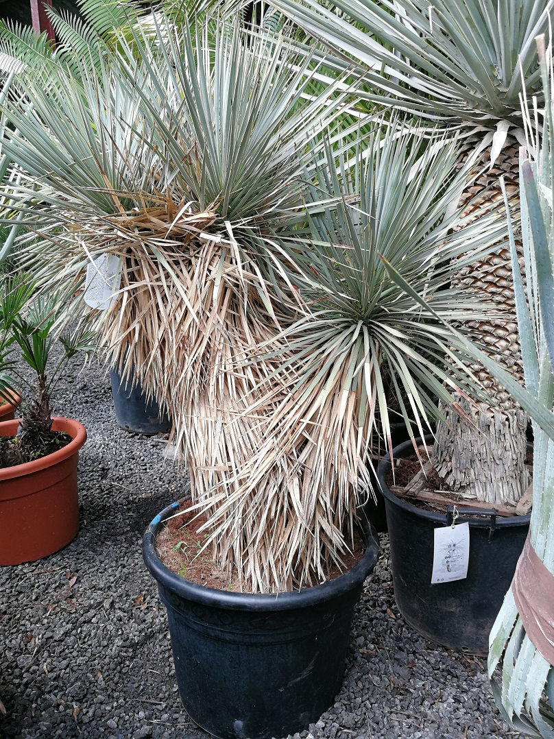 Thumbnail: Large Yucca Rostrata Hidra multi-head