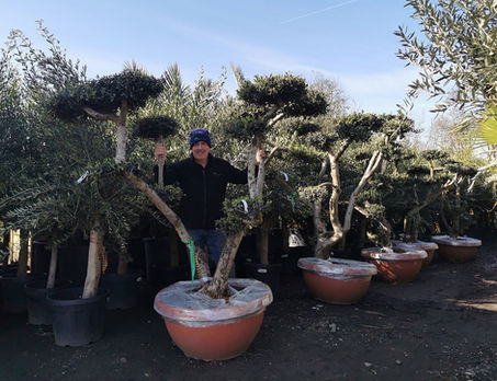 Cloud Olive Trees. The Palm Tree Company.
These beautiful mature Spanish Olive Trees are exceptional quality, shaped over many years into a cloud formation. Strong smooth trunks with multiple branches give these Olives real character providing year round interest. Some are grown in a neat low bowl making them perfect for any courtyard or patio and some are in pots, great for planting in the garden. Available to buy online through our website. Free UK mainland delivery by our own drivers.
