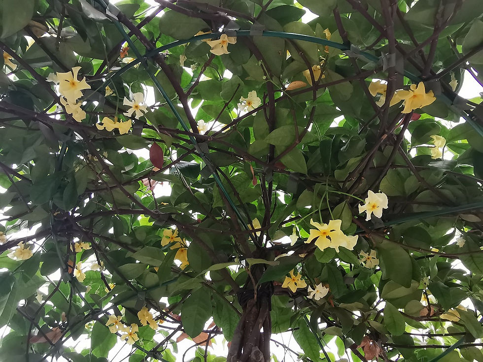 Thumbnail: Trachelospermum Jasmine Umbrella Trees